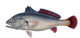 Anterior