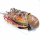 Anterior