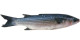 Anterior