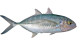 Anterior