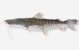 Anterior