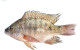Anterior