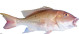 Anterior