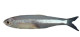 Anterior