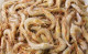 Anterior