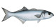 Anterior