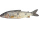 Anterior