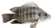 Anterior