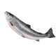 Anterior