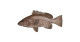Anterior