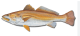 Anterior