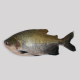 Anterior
