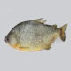 Anterior