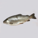 Anterior