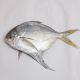 Anterior